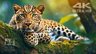 Big Cats Amazing Scenes 4K & 8K Ultra HDR Dolby Vision with Relaxing & Soothing Music #bigcat4k #hdr