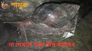 🐌 শামুক  🐌 শামুকের গতি সিমা  🐌 বড় যাতের শামুক