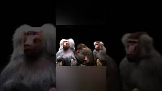 3 Best Monkey  #shorts #feedshorts #animals #natgeo #force #monkey #amazing #netflix #zoo #planetzoo