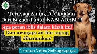 Terungkap! Asal Usul Anjing Dengan Nabi Adam Dan Iblis. Tak Terduga Kisah Menurut Islam.