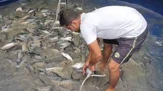 Pangasius fish harvesting IN biofloc Tank // BioFloc Tarpuline Tank fish farming in Odisha#biofloc