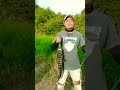 TOMAN PREDATOR SUNGAI