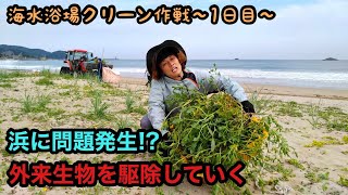 【浜掃除1日目】京丹後市の海水浴場クリーン作戦！毎年戦うオニハマダイコン！～まさかのギャルメンバー加入！？～