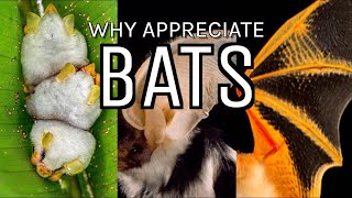 KNOW YOUR BATS! Test your knowledge for Bat Appreciation Day