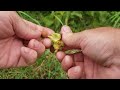 the great hazelnut harvest 2021 day 3.........are they ripe