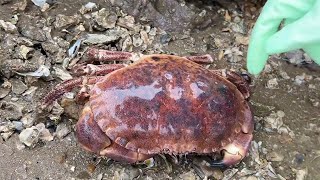 There are a lot of Haihong crabs in the reef area, and Niu Niu immediately took them down!