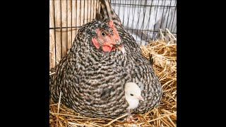 Chicken Adopts a Baby Turkey