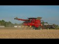 2025 wheat harvest with case ih 8250 at ashburton nz