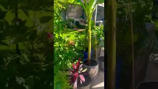 Cold climate tropical garden. ( 2021 winter prep)