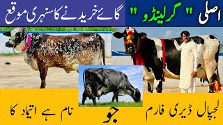 Lajpal Dairy Farm | Gerlando cows | Best cross Gerlando cows in punjab |29 July 2024