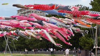 虹ケ浜を優雅に泳ぐ、鯉のぼり！山口県光市で「虹の鯉のぼりプロジェクト」 Beautiful Carp Streamer in Japan