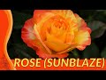 The Sunblazes Rose Guide For Everyone (Rosa)