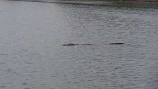 Crocodile   at Batticaloa Lagoon near Ghanthi park