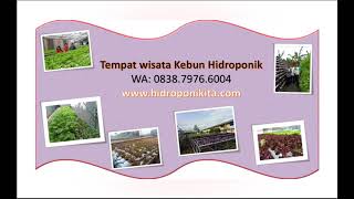 WA: 0838.7976.6004 | Tempat Agrowisata Kebun Hidroponik Di Taman Sari