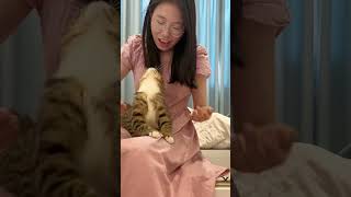 亲迷糊了 狸花猫 快看啊这是我的猫 这小猫谁养谁不迷糊