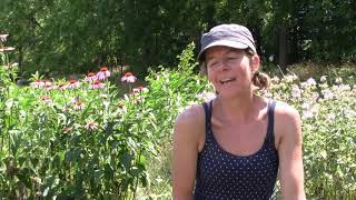 Incorporating a pollinator garden on your farm