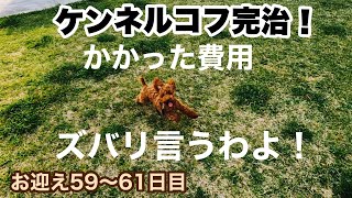 愛犬の病気が治り治療費を計算してみた飼主【ケンネルコフ治療57-59日目】