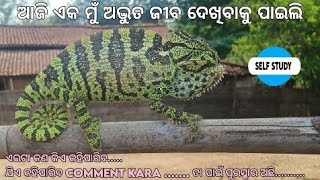 ଆଜି ମୁଁ ଅଦ୍ଭୁତ ଜୀବ ଦେଖିବାକୁ ପାଇଲି..........