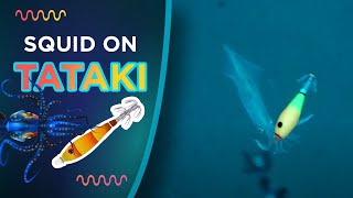 Tataki squid/calamari underwater