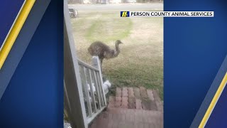 An emu is on the loose in Person County