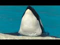 Orca Encounter Goes Wrong (Ultra HD) Aug. 23, 2019 - SeaWorld San Diego