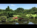 Beautiful Forest in the world - Short Video Background - Nature background Video - Free to use