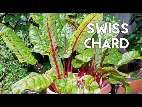 How to grow & harves Swiss Chard in containers + Recipe How to grow & harves Swiss Chard in containers + Recipe