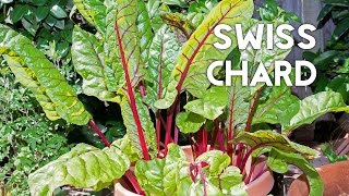 How to grow & harves Swiss Chard in containers + Recipe