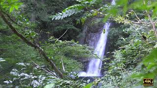 夏の「布引の滝　雌滝」 （布引渓流）神戸市  【4K Ultra HD】Relaxing sound of nature