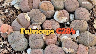 Lithops Fulviceps C284 l 리톱스 l succulent