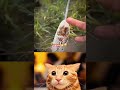 bro honey 🍯 cat mrbombastic memes funny