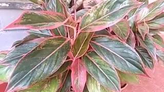 Aglaonema Plant / അഗ്ലോനിമ ചെടിയുടെ പരിചരണ०