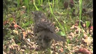 Juvenile Dunnock (I think)