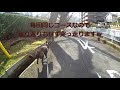 甲斐犬が自転車を引く＝！【甲斐犬・柴犬】