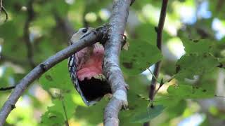 オオアカゲラ　朝方、つつく音に誘われ近づくとオオアカゲラのメス　最後に聴こえる鳴き声はまさかのあれ··· 　2023.9　[北海道の野鳥]