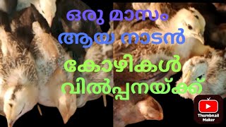 നാടൻ കോഴികൾ വിൽപ്പനയ്ക്ക്! One month hen chicks sale#poultryfarming #farming