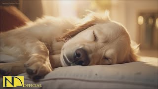 20 HOURS of Dog Calming Music For Dogs🎵🐶Anti Separation Anxiety🐶💖stress relief music🎵 NadanMusic