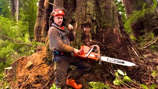 Falling a 26ft round tree | Best time of year to work