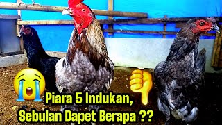 Ternak Ayam Kampung modal 5 Indukan  Omset mantap !! #001 @KreatifTV