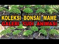 Koleksi Bonsai Mame Sancang Di Galeri Yudi Animasi