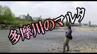 多摩川のマルタ　フライフィッシング　　Flyfishing in Tokyo Japan