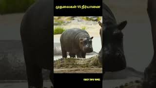 முதலைகள் ஏன் நீர்யானைகளை தாக்குவது இல்லைனு தெரியுமா?😱|Who crocodile not attack hippo🤔 #shorts