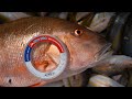 Rigging HOW-TO's featuring AFW Fishing Brands - Two Conchs Online TV/EP 49