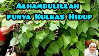 berkebun 121, alhamdulillah punya kulkas hidup, mau masak tinggal petik