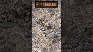 A Not Very Happy Gila Monster