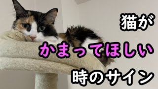 【猫のかまってほしい時のサイン】サインを見逃さないで！たくさんかまってあげましょう＾＾