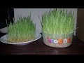 How To Grow Barley grass at Home, Wheatgrass DIY