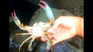 瑀爸趕海-抓石頭蟹/#海邊的螃蟹氾濫了到處爬/#Catch crabs /#YingziJin_110  趕海#17