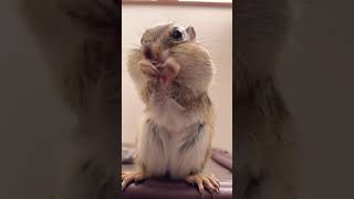 ホッペパンパンのシマリスを間近でみる動画/Chubby  chipmunk #Shorts