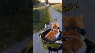 Bicycle Cat Adventures - Episode 1 😸 #shorts #funnycat #subscribe